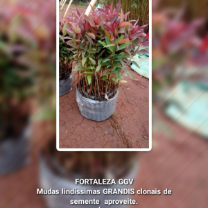 GRANDIS Clonais de Semente