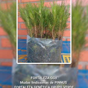 Mudas lindíssimas de Pinnus