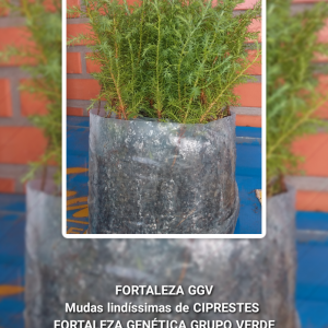 Lindas mudas de Ciprestes