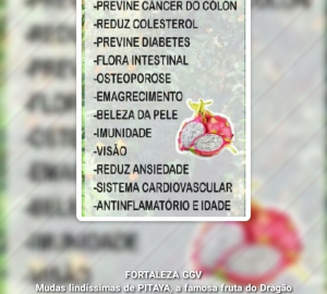Lindas Mudas de Pitaya, a famosa fruta do Dragão