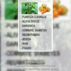 Lindas Mudas de Physalis