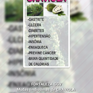 Mudas Lindíssimas de Graviola