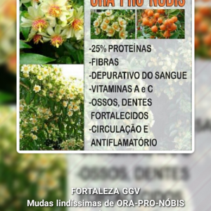 Mudas Lindíssimas de Ora-Pro-Nóbis