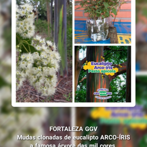 Mudas Clonadas de Eucalípto Arco-Íris