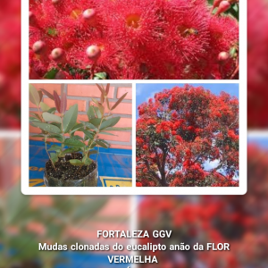 Mudas Clonadas de eucalipto anão da Flor Vermelha