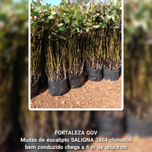 Muda de eucalipto Saligna 2864 clonadas