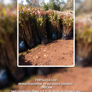 Lindíssimas mudas de Eucalipto clonado Urucam