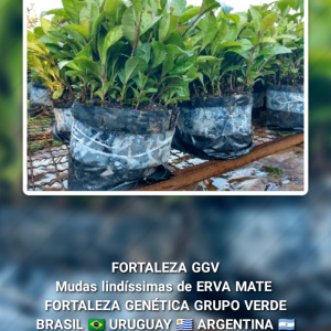 Mudas Lindíssimas de Erva Mate