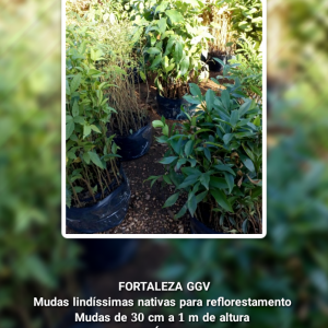Mudas lindíssimas Nativas para Reflorestamento