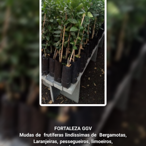 Mudas de Frutíferas Lindíssimas, Laranjeiras, Bergamotas, Pessegueiros e Limoeiros